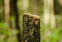 Множество деревьев вырубают городские власти, готовясь к визиту Токаева и Путина в Костанай