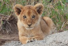 Двух львят держал у себя житель Алматинской области (ВИДЕО)