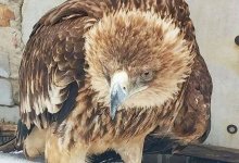 Покалеченного коршуна приютила жительница Усть-Каменогорска