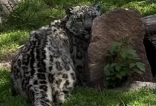 Как себя чувствует барс, найденный пастухом в Алматинской области (ВИДЕО)