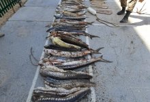 Ущерб на более чем 588 миллионов тенге предотвратили пограничники на Каспии