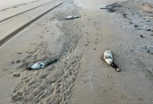 Еще один случай массовой гибели тюленей зафиксировали в Мангистау