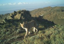 Рысь попала в фотоловушку в Алматинской области