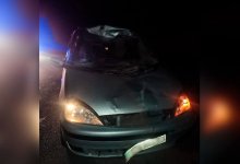 Легковой автомобиль сбил насмерть лошадь на трассе в СКО