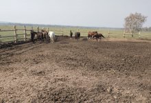 Пропавший табун лошадей вернули жителю Акмолинской области