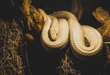 Мужчина избил прохожего ручным питоном в Канаде