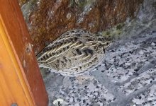 Раненый перепел зашел в один из баров Усть-Каменогорска