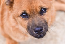 Насадили на арматуру: о состоянии собаки рассказал атырауский зоозащитник