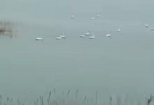 Стаю белых лебедей сняли на видео на водохранилище в Караганде