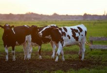 Два очага бешенства выявили в Жамбылской области