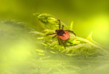 Случай клещевого энцефалита выявили в Усть-Каменогорске