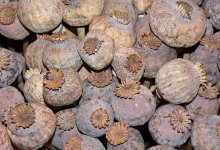 Огромную маковую плантацию организовал у себя на участке житель Туркестанской области