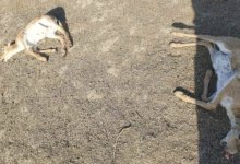 Около 150 павших сайгаков обнаружили в ЗКО