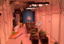 Коноплю в металлическом контейнере выращивал житель Мангистау