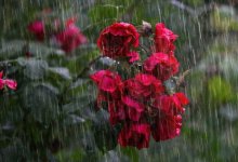 Дождь, град и усиление ветра прогнозируют в Казахстане 22 мая