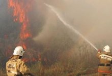 Крупный пожар из России перешел на уникальный бор в резервате “Семей орманы”