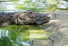 Мужчина прыгнул на трехметрового аллигатора ради спасения собаки в США