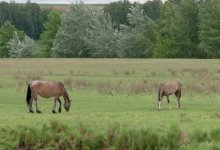 330 тысяч га земли планируют вернуть государству в СКО – Жер аманаты