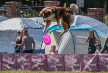 Аферистка обещала представить собаку на выставке за 2,5 млн в Темиртау