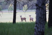 Численность асканийского оленя выросла до 1,5 тысячи в нацпарке "Бурабай"
