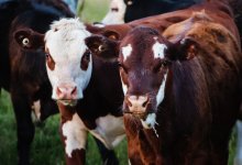 Заражение коров бруцеллезом: ограничительные меры ввели в СКО