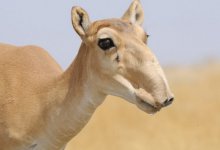 Власти Казахстана ежегодно обсуждают проблему сайги, но так и не решили ее