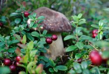 Налог на ягоды и грибы: куда направят деньги казахстанцев