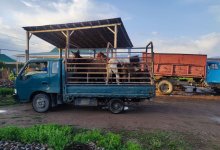Украденных в ВКО животных обнаружили на рынке в Алматинской области
