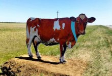 На трассах Казахстана появились искусственные лошади и коровы