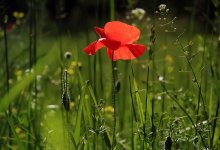 Сильная жара и высокая пожарная опасность ожидаются в Казахстане