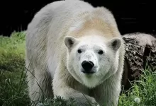 Белая медведица поселилась в зоопарке Алматы