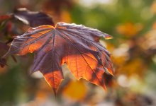 Выгорают деревья и гибнет скот: утечка аммиака произошла в лесу в СКО