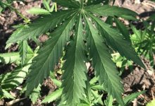 Клумбы с коноплей удивили жителей Петропавловска