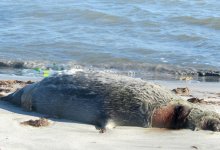 Мертвого тюленя нашли на побережье Каспия