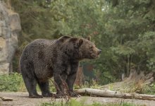 Медведь едва не напал на трехлетнюю девочку в Караганде (ВИДЕО)