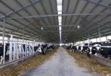 Сельхозпроекты на 1,5 млрд тенге реализуют по программе "Ауыл аманаты" в ВКО