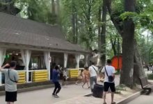 Дерево обрушилось на летник в Алматы (ВИДЕО)