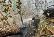 Горячую линию открыли в связи с пожарами в области Абай