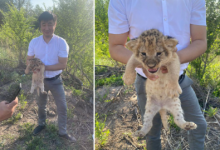 Злоумышленники попытались продать двух львят из зоопарка Караганды