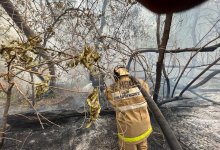 Генпрокуратура возбудила уголовное дело по факту лесного пожара в Абайской области