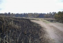 Органы рассматривают поджог как причину пожара в Абайской области – акимат