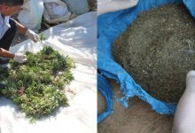 Больше тысячи кустов конопли вырастили безработные кызылординцы