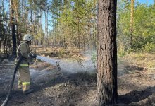 Локализован природный пожар в Абайской области