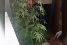 Коноплю выращивал на балконе актюбинец