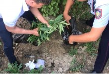 Житель Жамбылской области выращивал дома коноплю