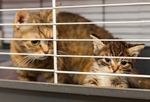 Бога, президента и блогеров просят остановить живодерство в Шымкенте