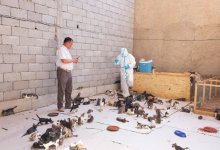 Специальная комиссия проверит факты живодерства в службе отлова Шымкента