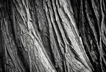 Общественники призывают взять под контроль вырубку горелого леса в Абайской области