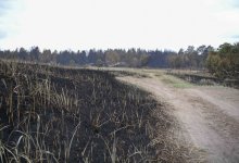 Сухостой загорелся в Астане (ВИДЕО)