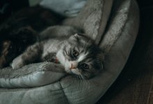 Неизвестный стрелял в кошку из пневматики в Усть-Каменогорске